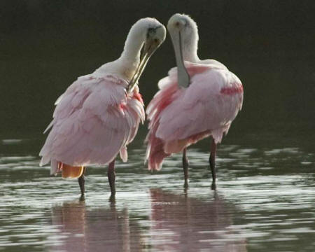 Roseate Spoonbills