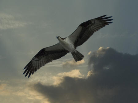 Osprey