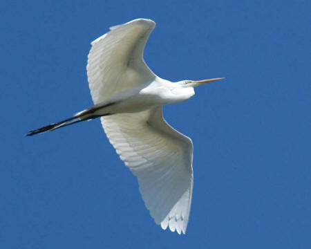 Great Egret