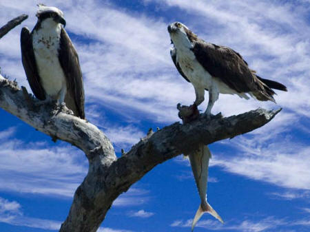 Ospreys