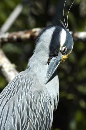 Yellow-crowned Night Heron