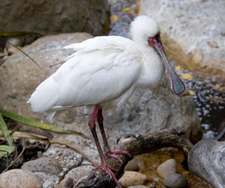 Spoonbill