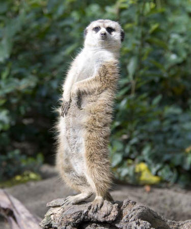 Meerkat