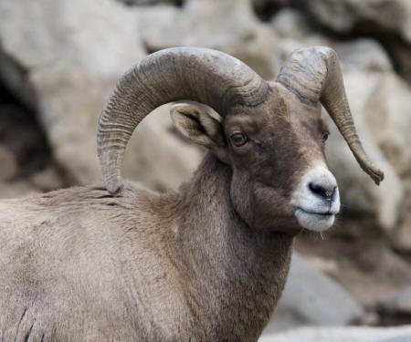 Bighorn