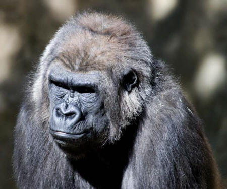 Western Lowland Gorilla