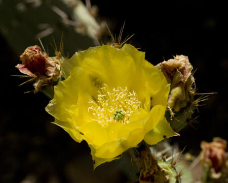 Prickly Pear Cactus