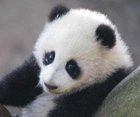 Panda Cub