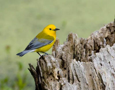 Prothonotary Warbler