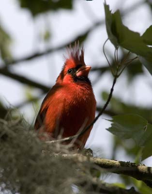 Cardinal