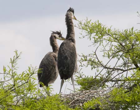 Great Blue Herons