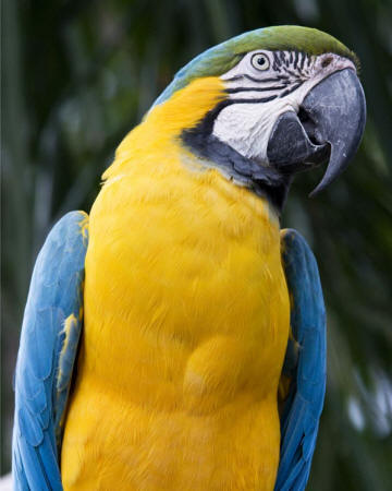 Macaw