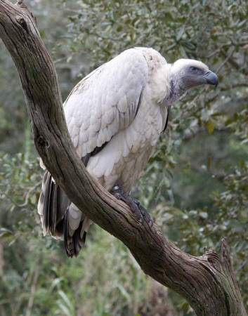 Griffon Vulture