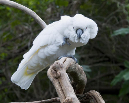 Cockatoo