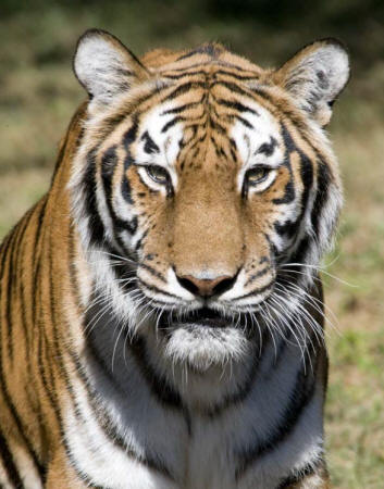 Bengal Tiger