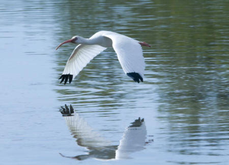 White Ibis