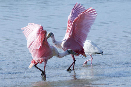 Roseate Spoonbills