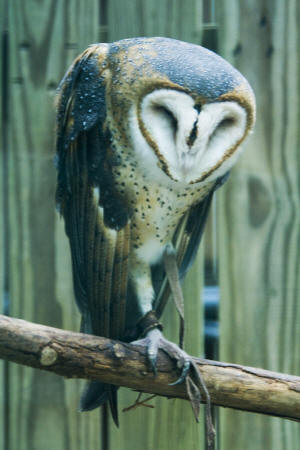 Barn Owl