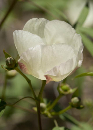 Arizona Wild Cotton