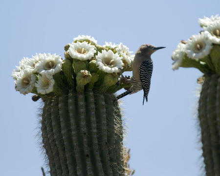 Saguaro and Woodpecker