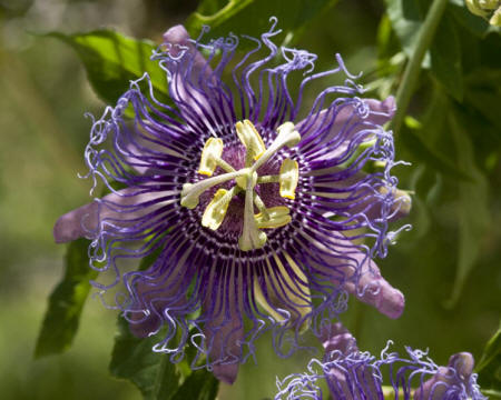 Passionflower