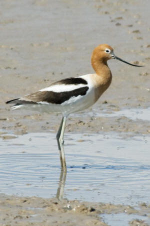 Avocet