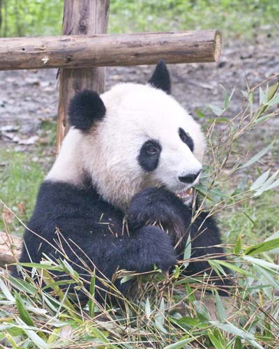 Giant Panda