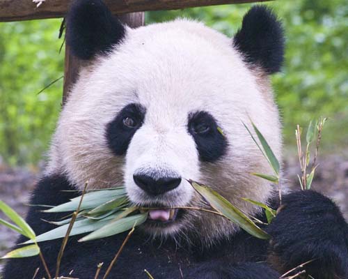 Giant Panda