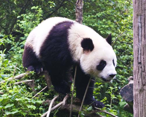 Giant Panda