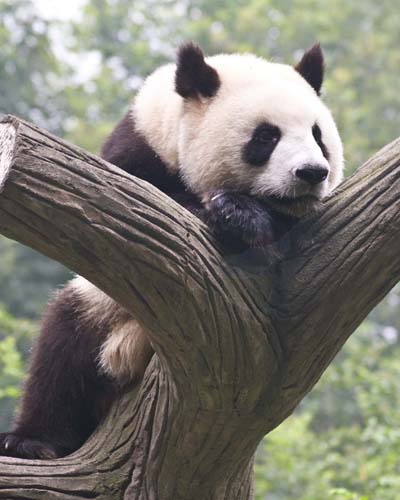 Giant Panda