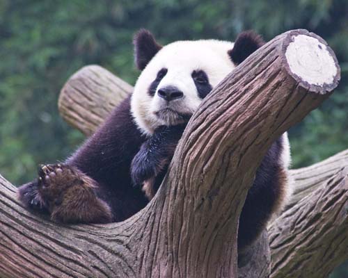 Giant Panda