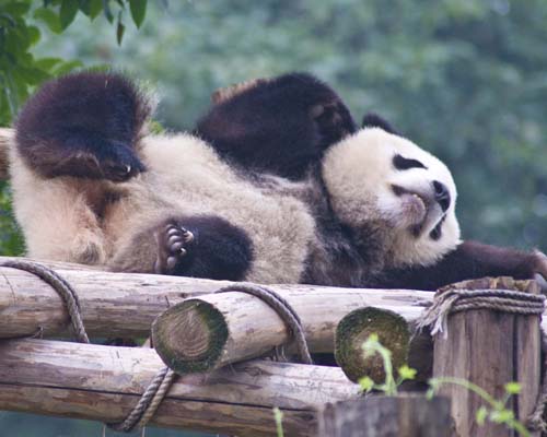 Giant Panda