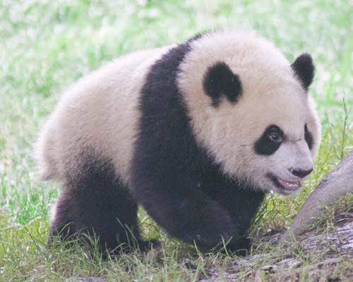 Giant Panda Cub