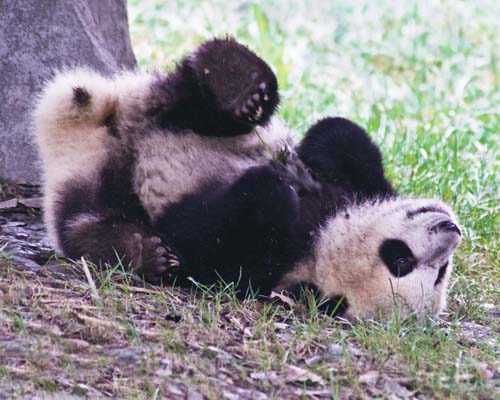 Giant Panda Cub