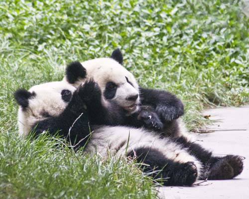 Giant Panda Cubs