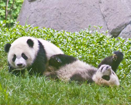 Giant Panda Cubs