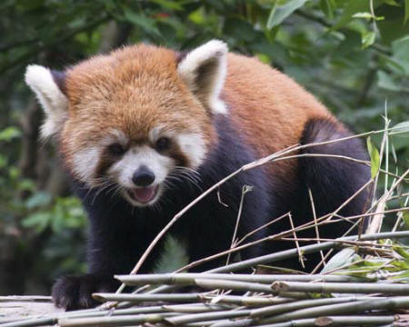 Red Panda