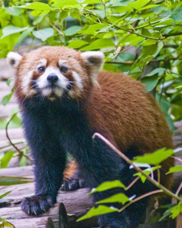 Red Panda