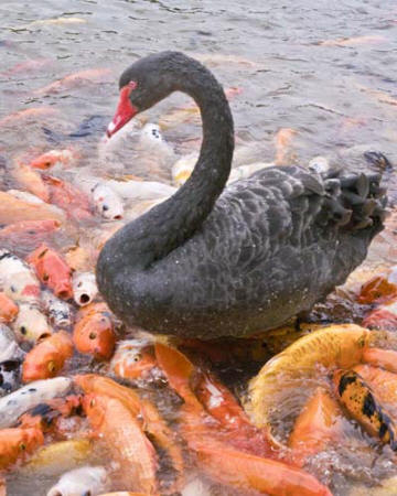 Black Swan