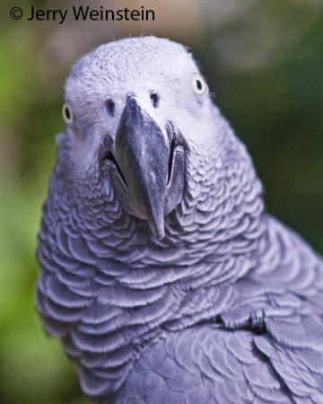 Gray Parrot