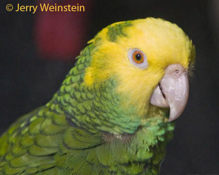 Yellow-Headed Parrot