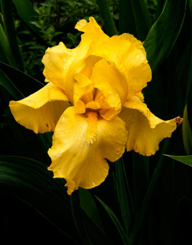 Bearded Iris