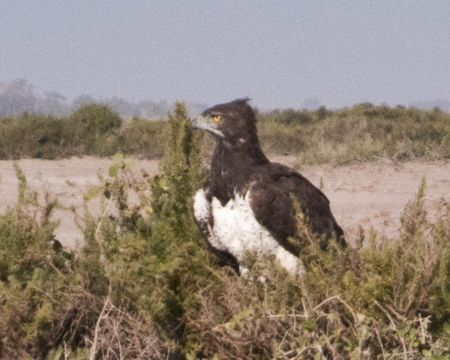 Martial Eagle