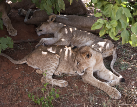 Sleeping Lions in Tagangire NP