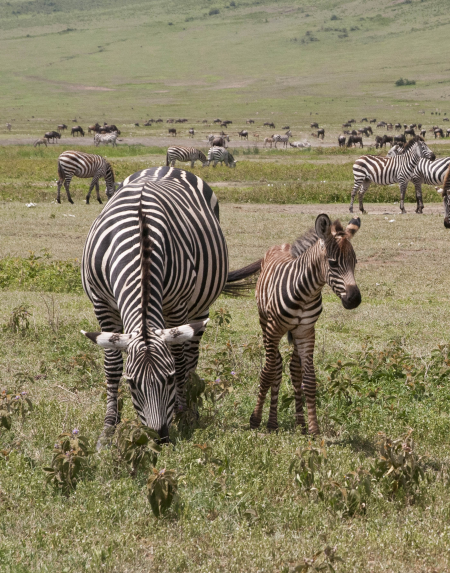 Zebras in the Ngorongoro Crater