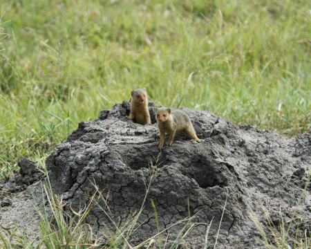 Dwarf Mongooses, Serengeti