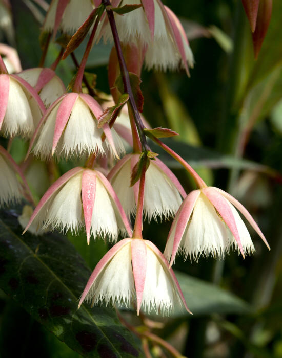 Lily-of-the-Valley Tree