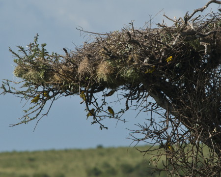 Heuglin's Masked Weaver