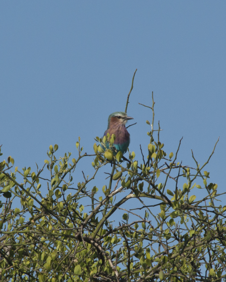 Lilac-Breasted Roller