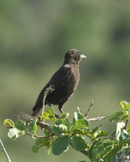 Northern Black Flycatcher