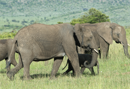Elephant Family